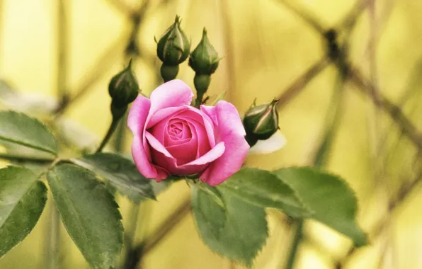 Picture leaves, rose, Bush, petals