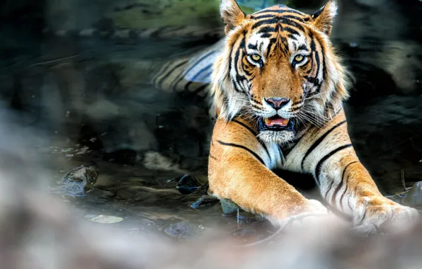 Picture tiger, water, feline