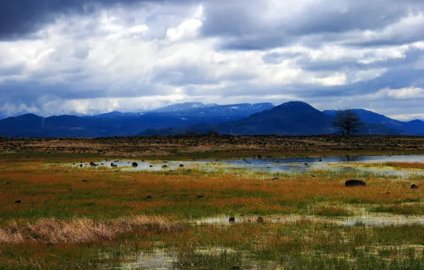 Picture grass, mountains, swamp