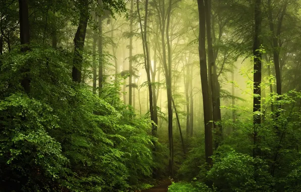 Picture greens, forest, fog, photo