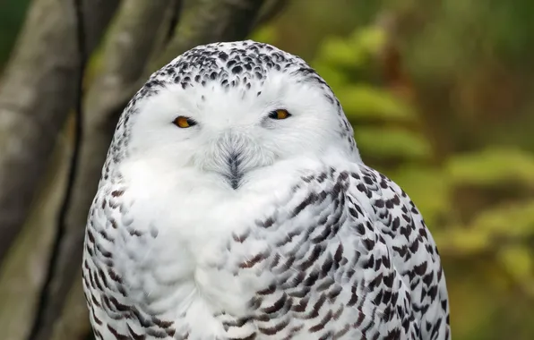 Rock, white, bird, snowy, owl, wildlife, wallpaper_green