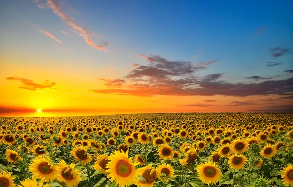 Field, the sun, sunflowers, sunset, orange, yellow, cloud