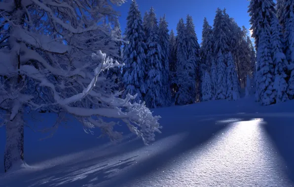 Winter, forest, snow, trees