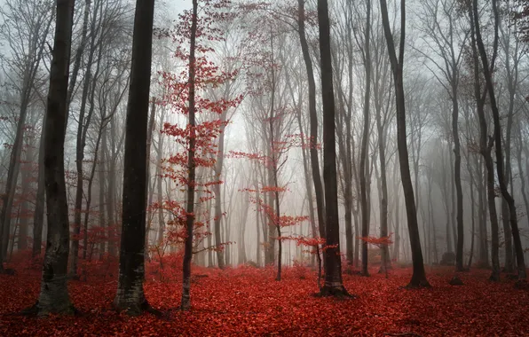Picture autumn, forest, fog, foliage