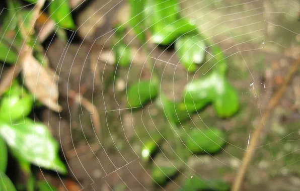 Macro, green, web