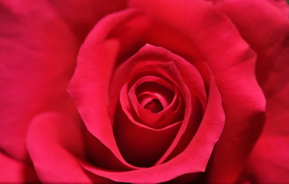 Flowers, roses, petals, pink