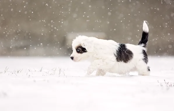 Dog, snow, eye, snowing, suspicious, alert