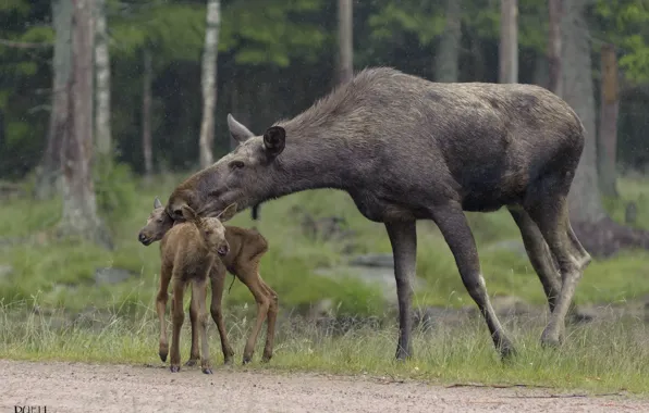 Nature, rain, family, moose, DUELL ©