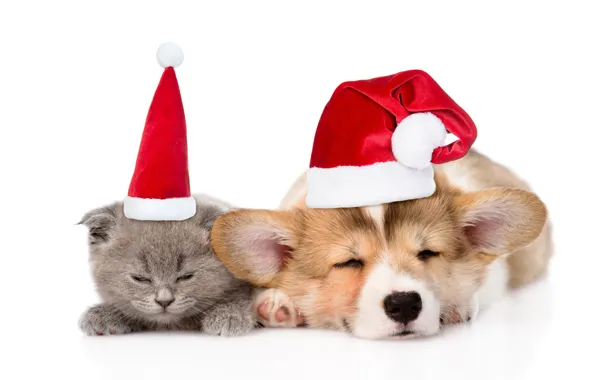 Cat, pose, kitty, grey, together, sleep, dog, Christmas