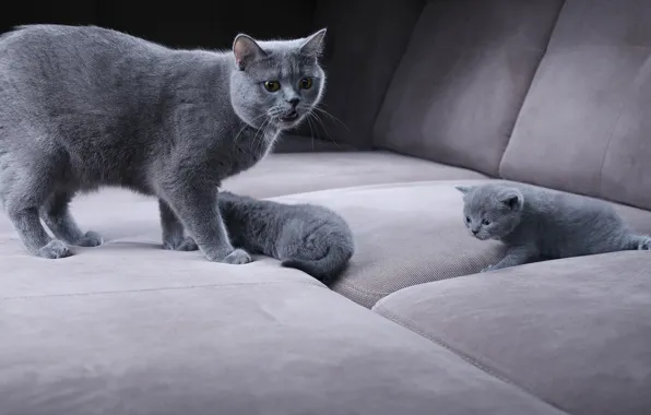 Cat, look, cats, kitty, sofa, kittens, care, mom