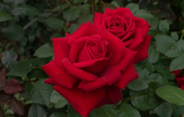 Macro, roses, petals, Duo, buds, red roses