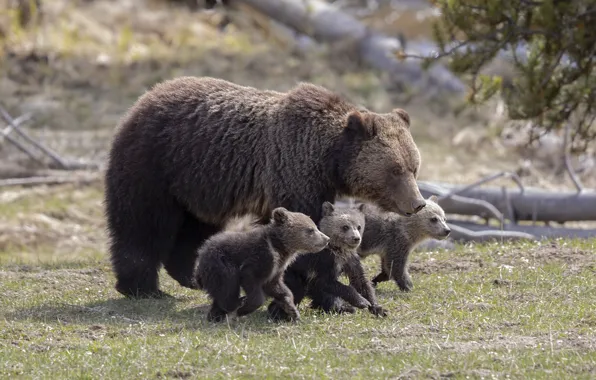 Picture summer, nature, bear