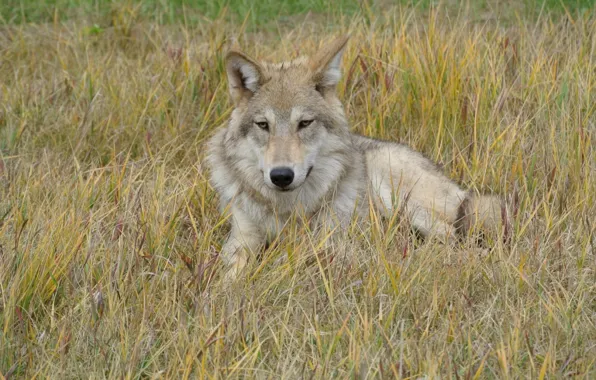 Picture nature, predator, animal, wolf, wildlife, portrait, portrait., Canis lupus. face