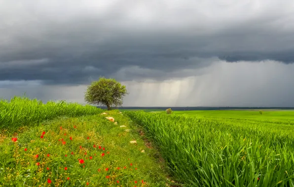 Picture the sky, grass, landscape, flowers, clouds, rain, tree, meadow