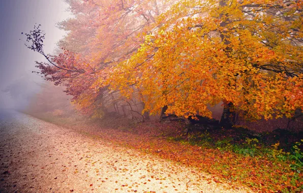 Road, autumn, nature, fog, tree