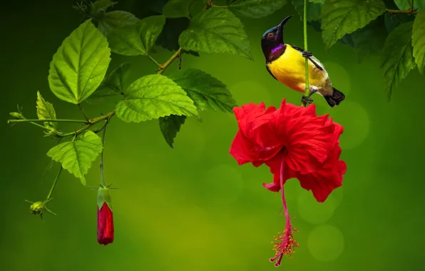 Picture flower, leaves, branches, nature, bird, buds, bokeh, hibiscus