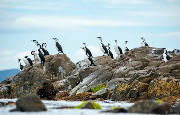Birds, stones, rocks, pack, pond, a lot, blue sky, cormorants