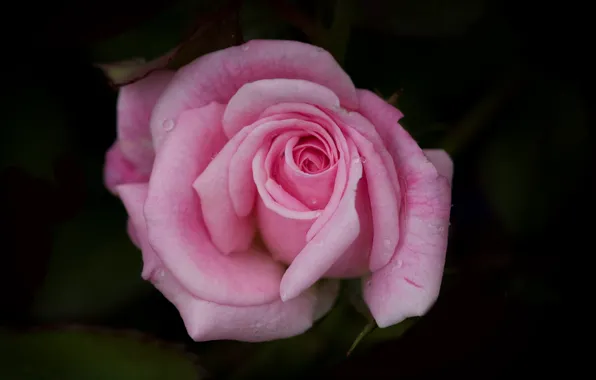 Picture macro, roses, petals, buds
