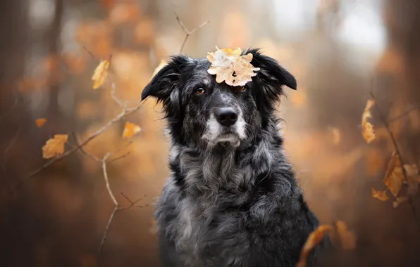 Picture autumn, look, face, branches, sheet, dog, bokeh