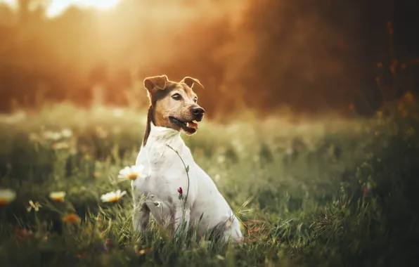 Field, language, summer, grass, look, light, flowers, nature