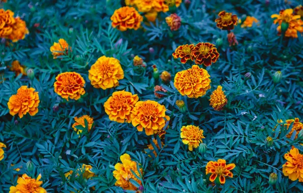 Flowers, garden, orange, flowerbed, a lot, marigolds