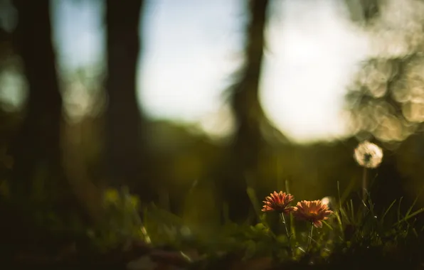 Flowers, nature, background
