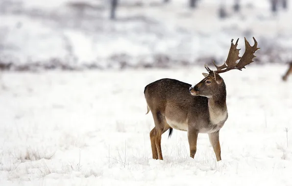 Winter, nature, deer