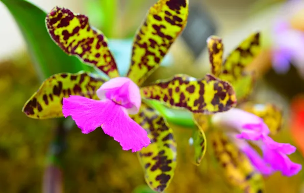 Picture macro, petals, exotic, Orchid