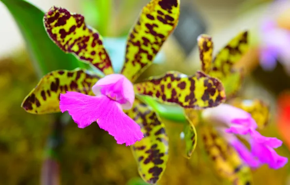 Macro, petals, exotic, Orchid