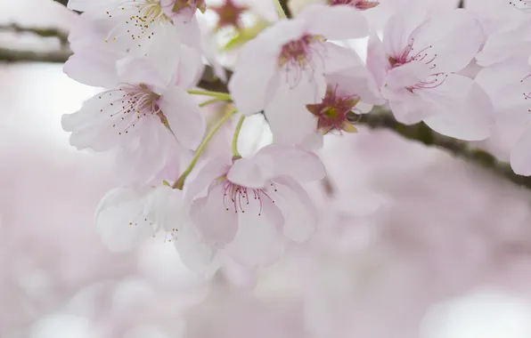 Picture cherry, tenderness, spring, flowering