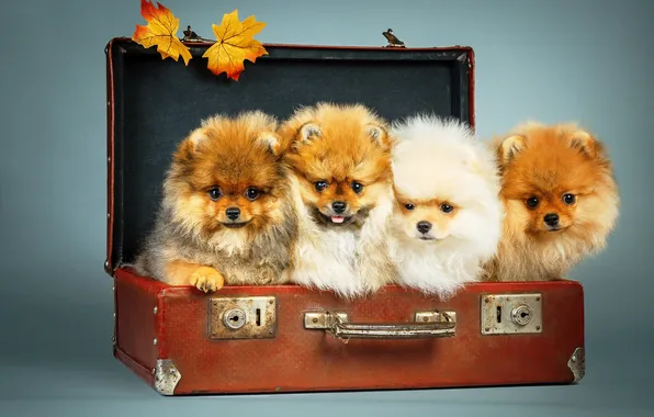 Puppies, suitcase, maple, Spitz Pomeranian