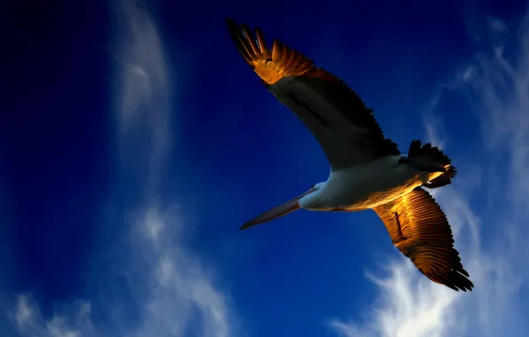 The sky, flight, bird, soaring pelican
