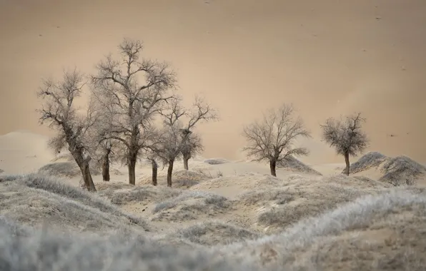 Trees, nature, desert