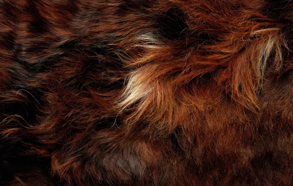 Animal, hair, fur