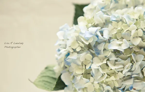 Flowers, tenderness, hydrangea