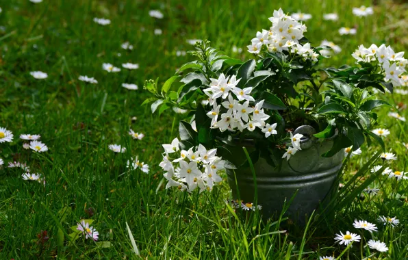 Picture grass, flowers, chamomile, bucket, Jasmine, jasmin