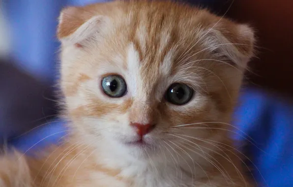 Cat, look, pose, kitty, face