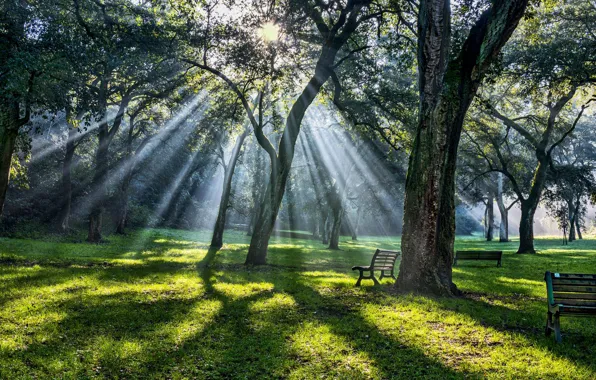 Forest, the sun, rays, light, trees, branches, Park, benches