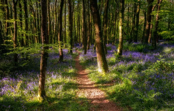 Forest, nature, spring