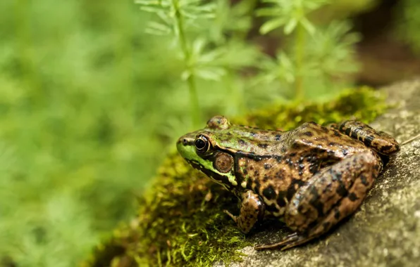 Picture greens, nature, stones, background, moss, frog, reptile