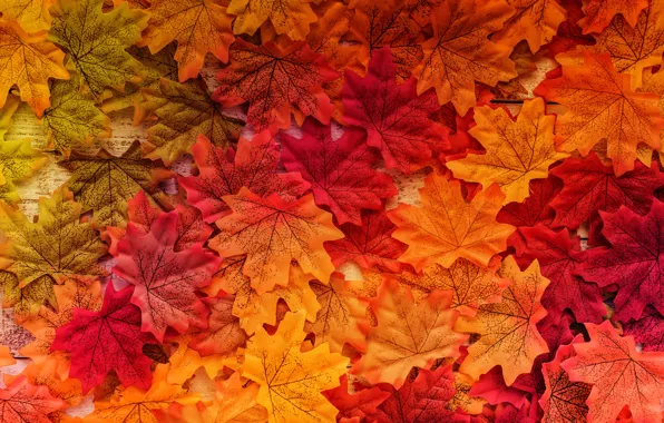 Picture autumn, leaves, background, tree, colorful, wood, background, autumn