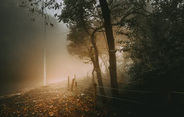 Autumn, nature, fog