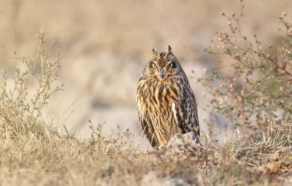 Look, branches, nature, owl, bird, beige background, long-eared owl, short-eared owl