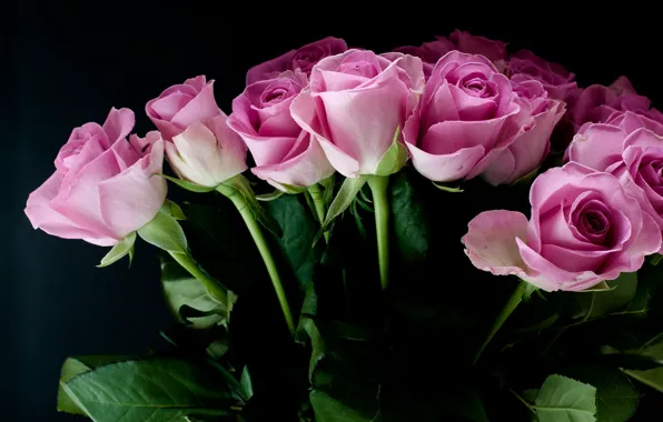 Pink, roses, buds