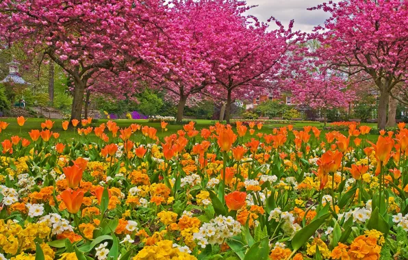 Picture grass, trees, flowers, Park, garden, tulips