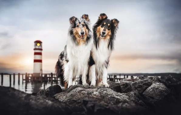 Picture dogs, lighthouse, a couple, Collie, Scottish shepherd