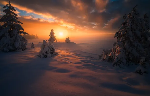 Winter, the sky, the sun, clouds, snow, trees, sunset, fog