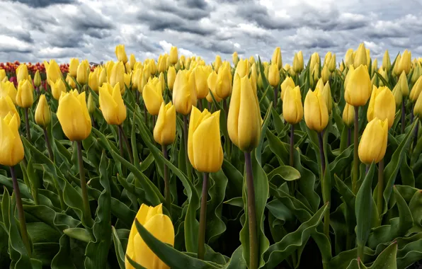 Field, the sky, leaves, clouds, flowers, clouds, overcast, spring