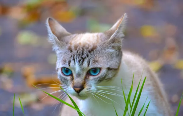 Cat, grass, eyes, background, blue, grass, striped