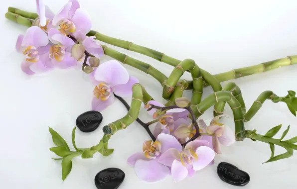 Flowers, bamboo, orchids, Spa stones